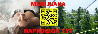 сатива Новозыбков