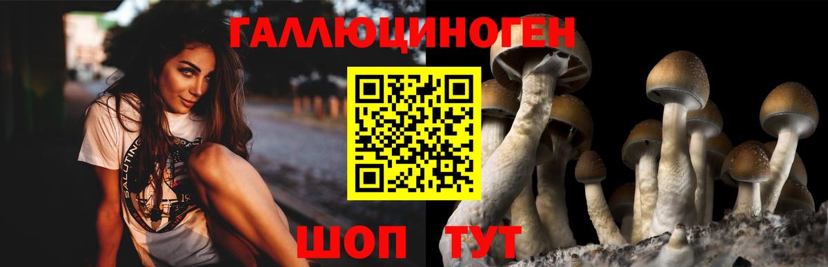 Урус-Мартан  Псилоцибиновые грибы Psilocybe  Вход с VPN 